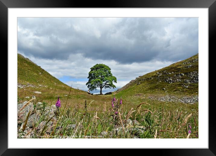 Sycamore Gap on Hadrian's Wall Framed Mounted Print by Tracey Turner