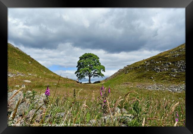 Sycamore Gap on Hadrian's Wall Framed Print by Tracey Turner