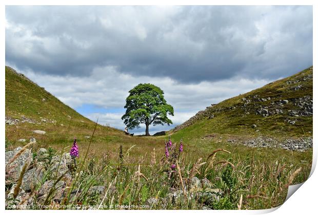 Sycamore Gap on Hadrian's Wall Print by Tracey Turner
