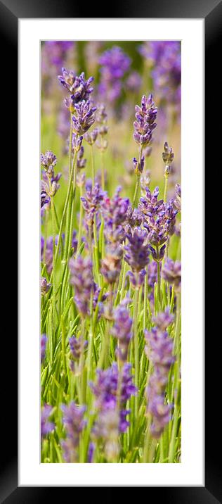 Lavender field Framed Mounted Print by John Basford