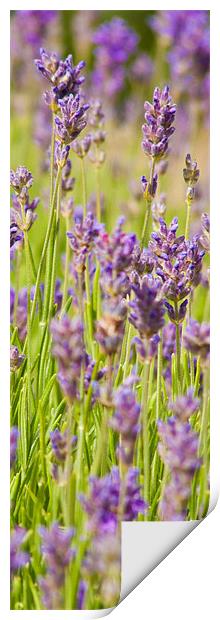 Lavender field Print by John Basford