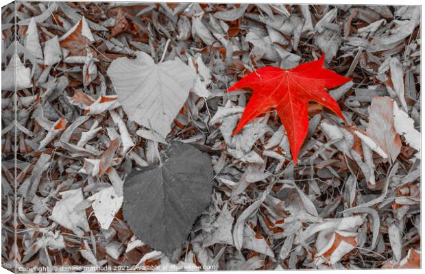 a leaf of red color, on a carpet of dry leaves Canvas Print by daniele mattioda