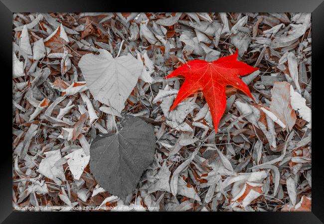 a leaf of red color, on a carpet of dry leaves Framed Print by daniele mattioda