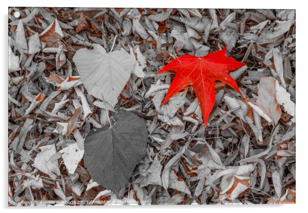 a leaf of red color, on a carpet of dry leaves Acrylic by daniele mattioda