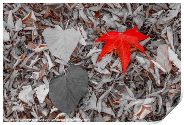 a leaf of red color, on a carpet of dry leaves Print by daniele mattioda