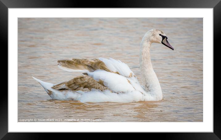 Swan Framed Mounted Print by Jason Atack