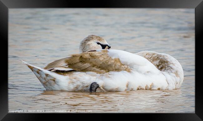 Swan Framed Print by Jason Atack