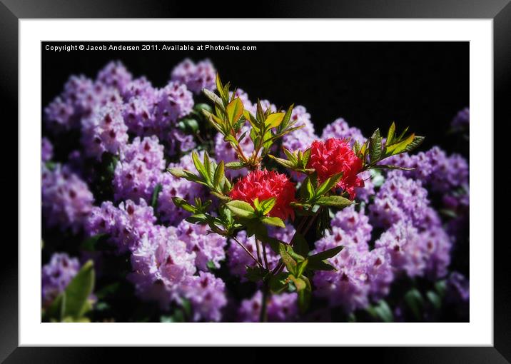 Flowers Amongst Flowers Framed Mounted Print by Jacob Andersen