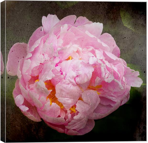 Old Master Style Pink Peony Canvas Print by Jacqi Elmslie