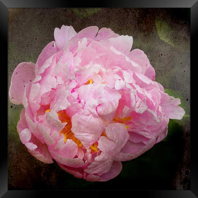 Old Master Style Pink Peony Framed Print by Jacqi Elmslie