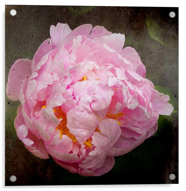 Old Master Style Pink Peony Acrylic by Jacqi Elmslie