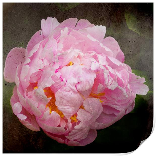 Old Master Style Pink Peony Print by Jacqi Elmslie