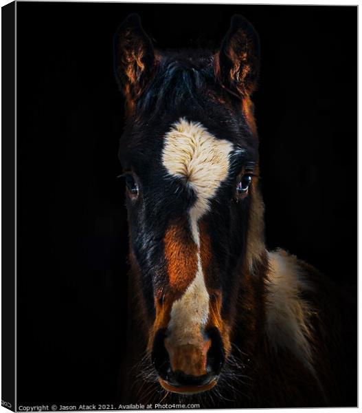 Horse Canvas Print by Jason Atack