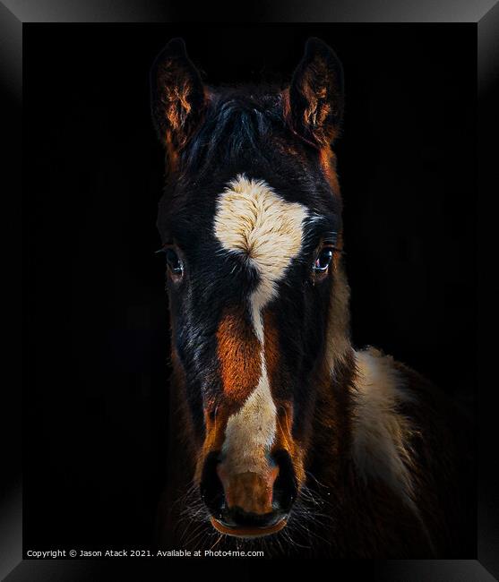 Horse Framed Print by Jason Atack
