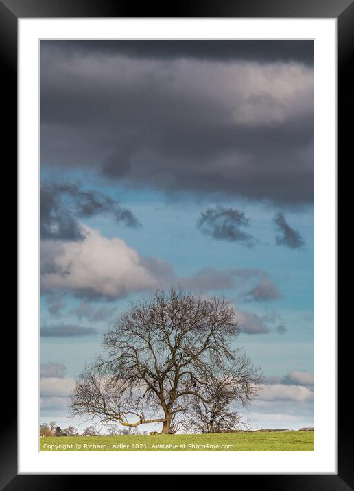Bare Ash Tree under a Big Winter Sky Framed Mounted Print by Richard Laidler