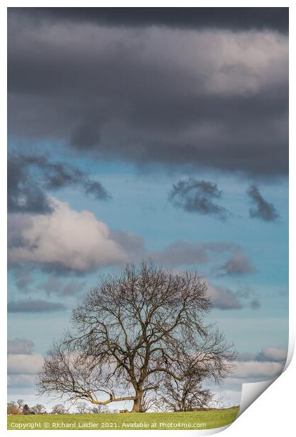 Bare Ash Tree under a Big Winter Sky Print by Richard Laidler