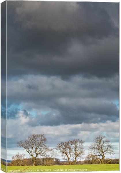 Bare Ash Trees under a Big Winter Sky Canvas Print by Richard Laidler