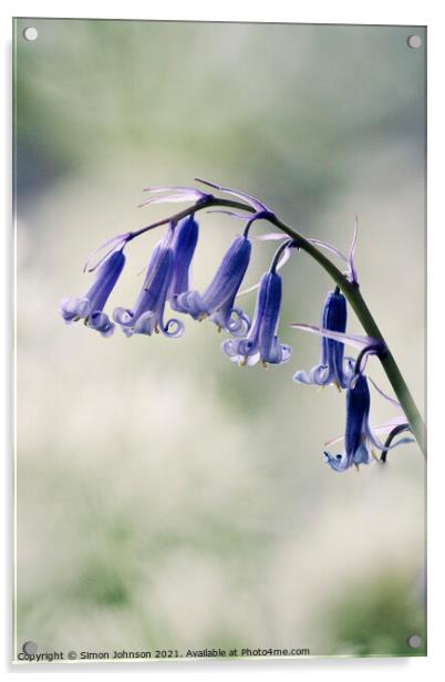 Bluebell flowers Acrylic by Simon Johnson