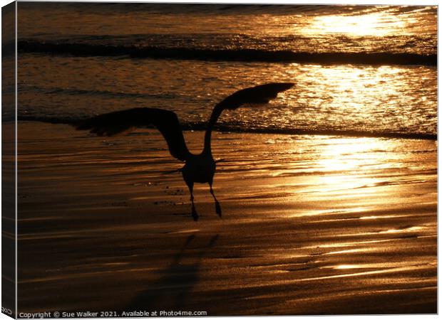 The Golden Hour Canvas Print by Sue Walker