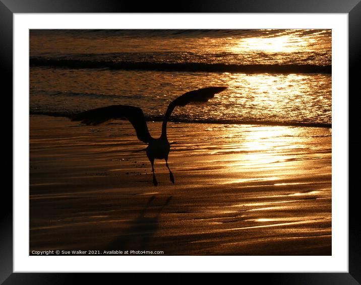 The Golden Hour Framed Mounted Print by Sue Walker