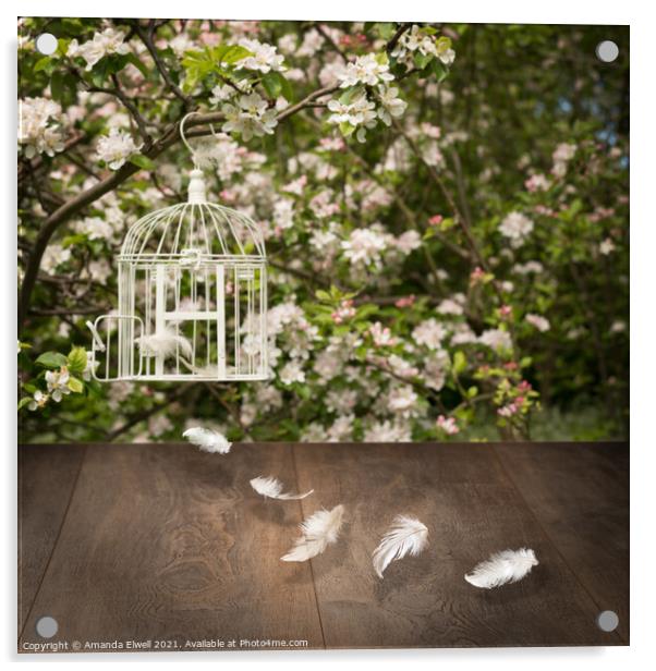 Birdcage With Feathers Acrylic by Amanda Elwell