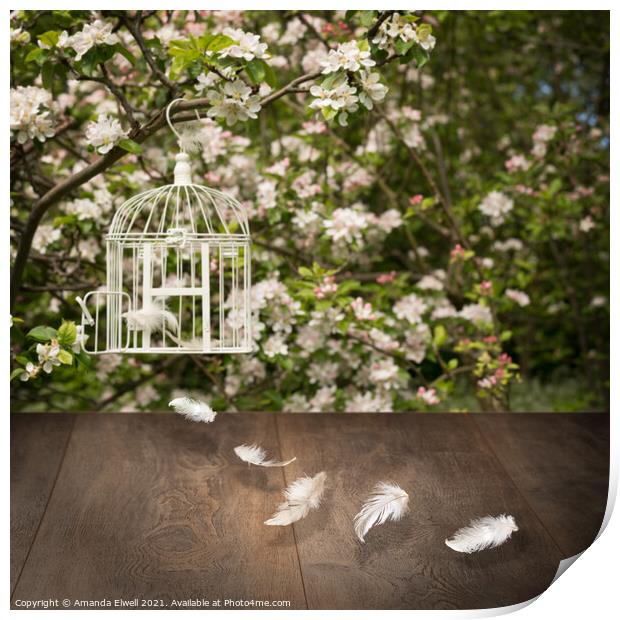 Birdcage With Feathers Print by Amanda Elwell