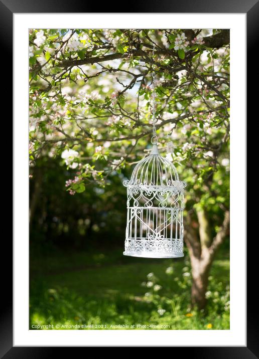 Birdcage In Blossom Framed Mounted Print by Amanda Elwell