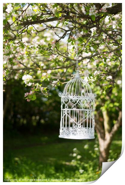 Birdcage In Blossom Print by Amanda Elwell