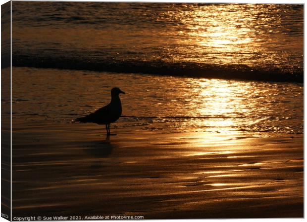 Seagull silhouette at sunset Canvas Print by Sue Walker