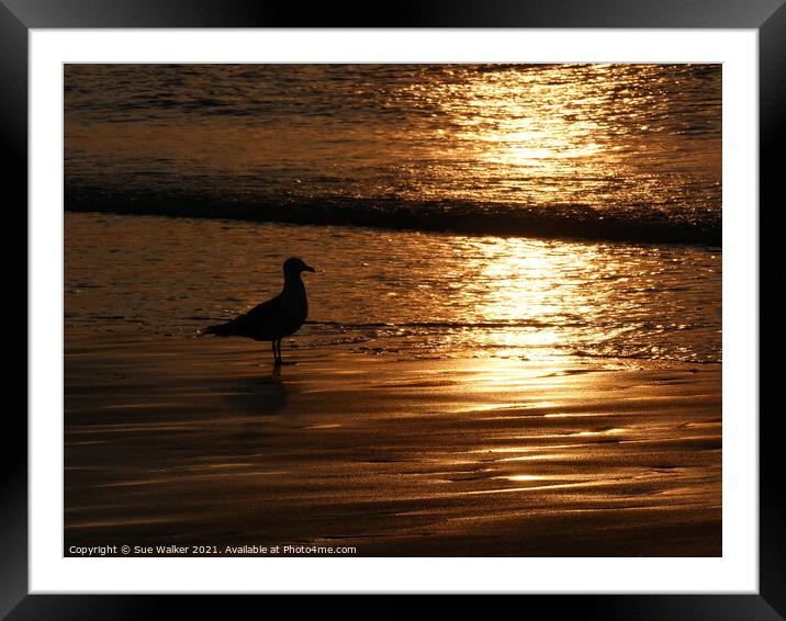 Seagull silhouette at sunset Framed Mounted Print by Sue Walker