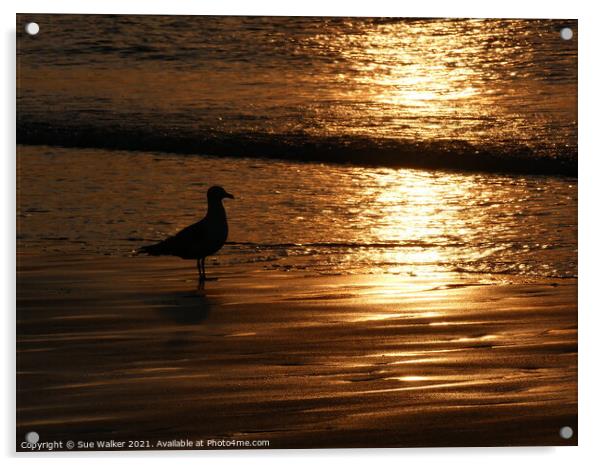 Seagull silhouette at sunset Acrylic by Sue Walker