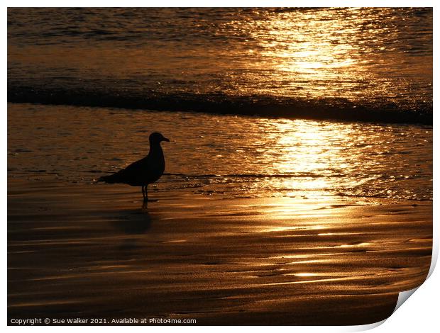 Seagull silhouette at sunset Print by Sue Walker