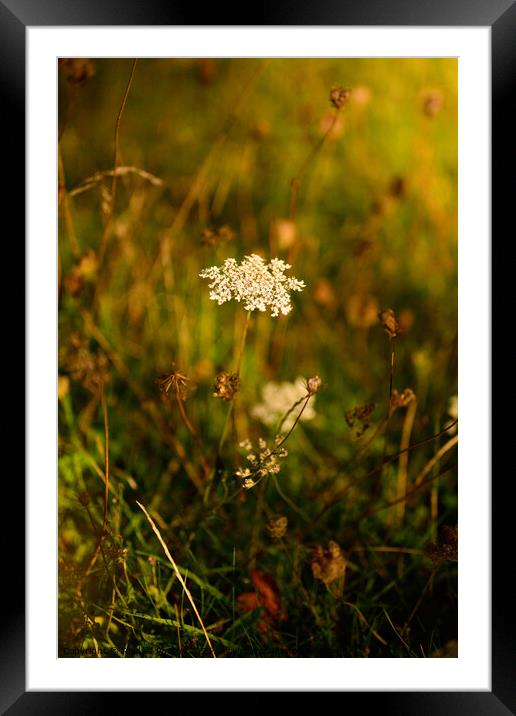 White Flower Framed Mounted Print by Reidy's Photos
