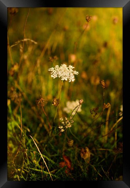 White Flower Framed Print by Reidy's Photos