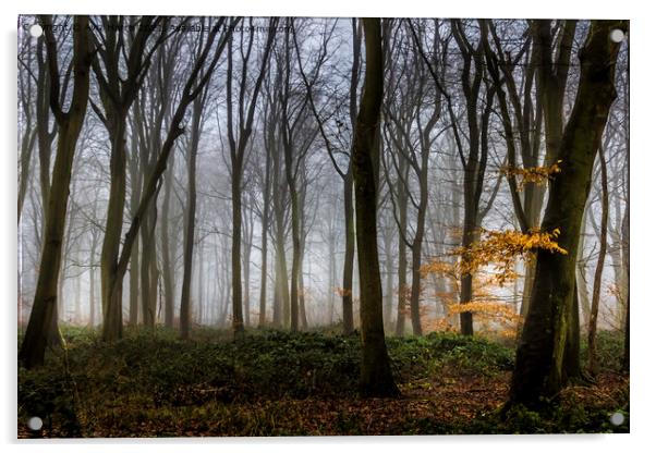 Misty Woodland  Acrylic by Avril Harris