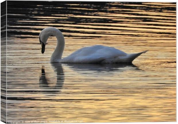 Swan reflection Canvas Print by Sue Walker