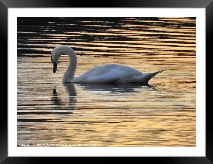 Swan reflection Framed Mounted Print by Sue Walker