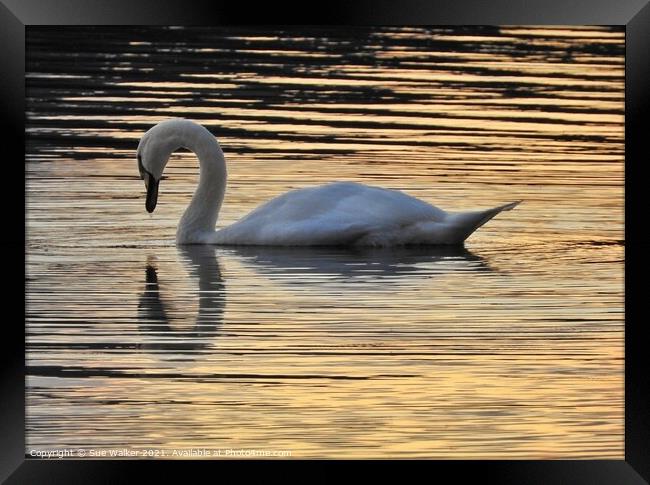 Swan reflection Framed Print by Sue Walker