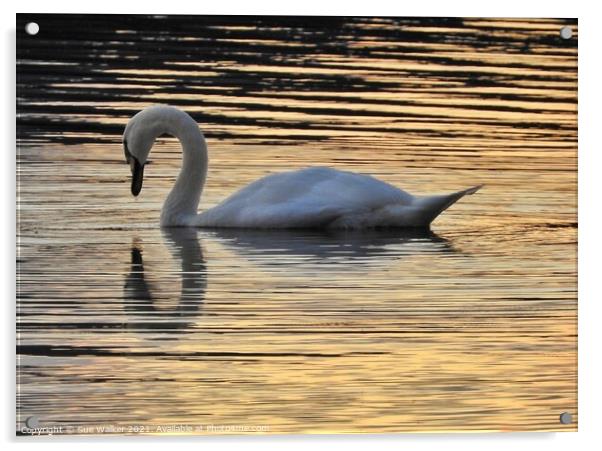 Swan reflection Acrylic by Sue Walker