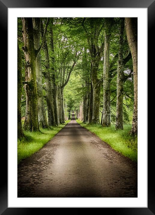 The Avenue of Trees Framed Mounted Print by Alan Campbell