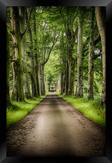 The Avenue of Trees Framed Print by Alan Campbell