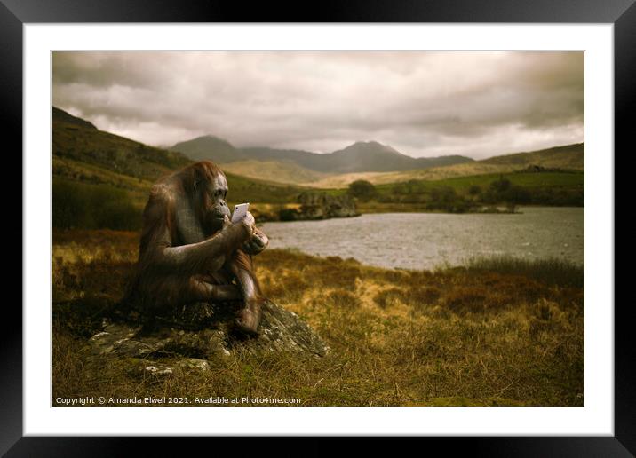 Orangutan With Smart Phone Framed Mounted Print by Amanda Elwell