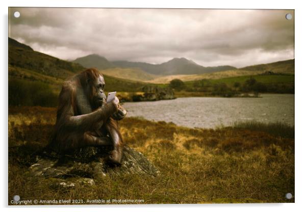 Orangutan With Smart Phone Acrylic by Amanda Elwell