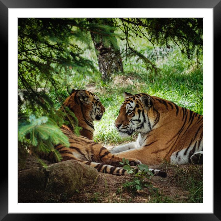 Tigers in love Framed Mounted Print by Alan Campbell