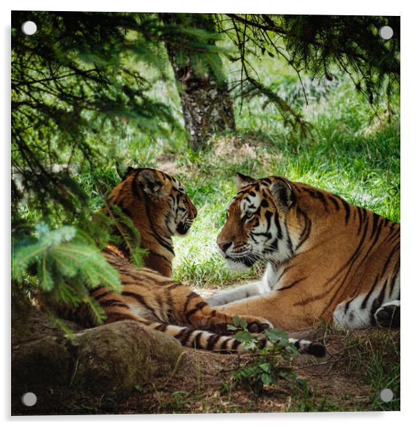 Tigers in love Acrylic by Alan Campbell