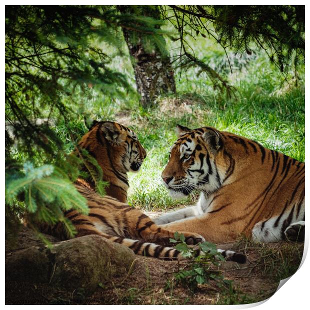 Tigers in love Print by Alan Campbell