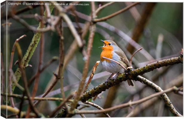 Robin singing Canvas Print by Claire Castelli