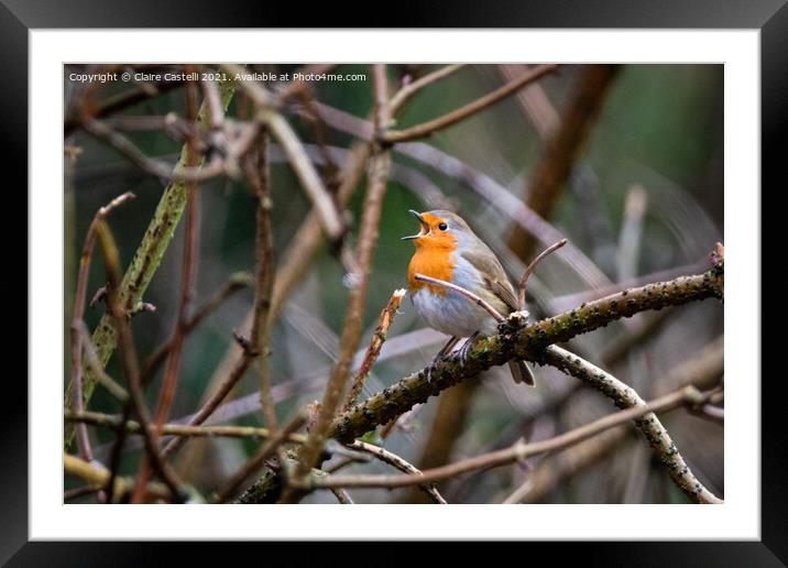 Robin singing Framed Mounted Print by Claire Castelli