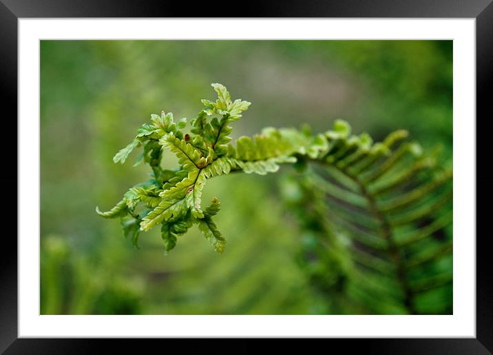 Fern Framed Mounted Print by Karen Martin