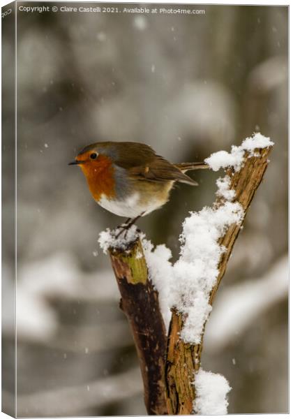 Robin perching in the snow Canvas Print by Claire Castelli